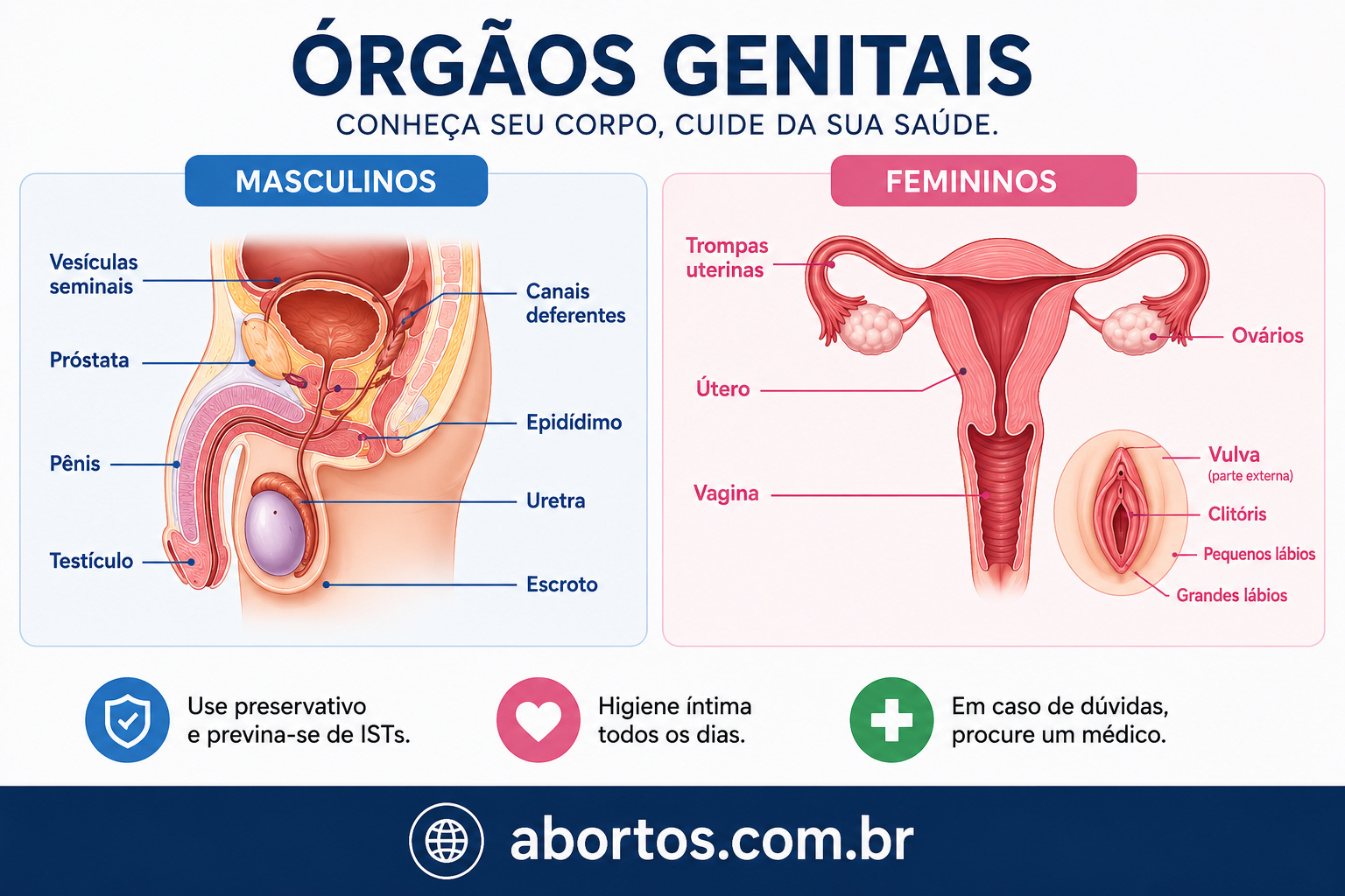 Órgãos Genitais Masculinos e Femininos: Anatomia, Funções e Cuidados